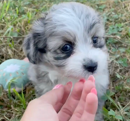 Aussiechon Puppy For Sale - Lone Star Pups